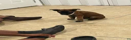 Belgian Malinois dogs for sale: Belgian Malinois 1 - Ad 3