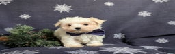 Maltese dogs for sale: Augustus 7 lbs Full Grown - Ad 7