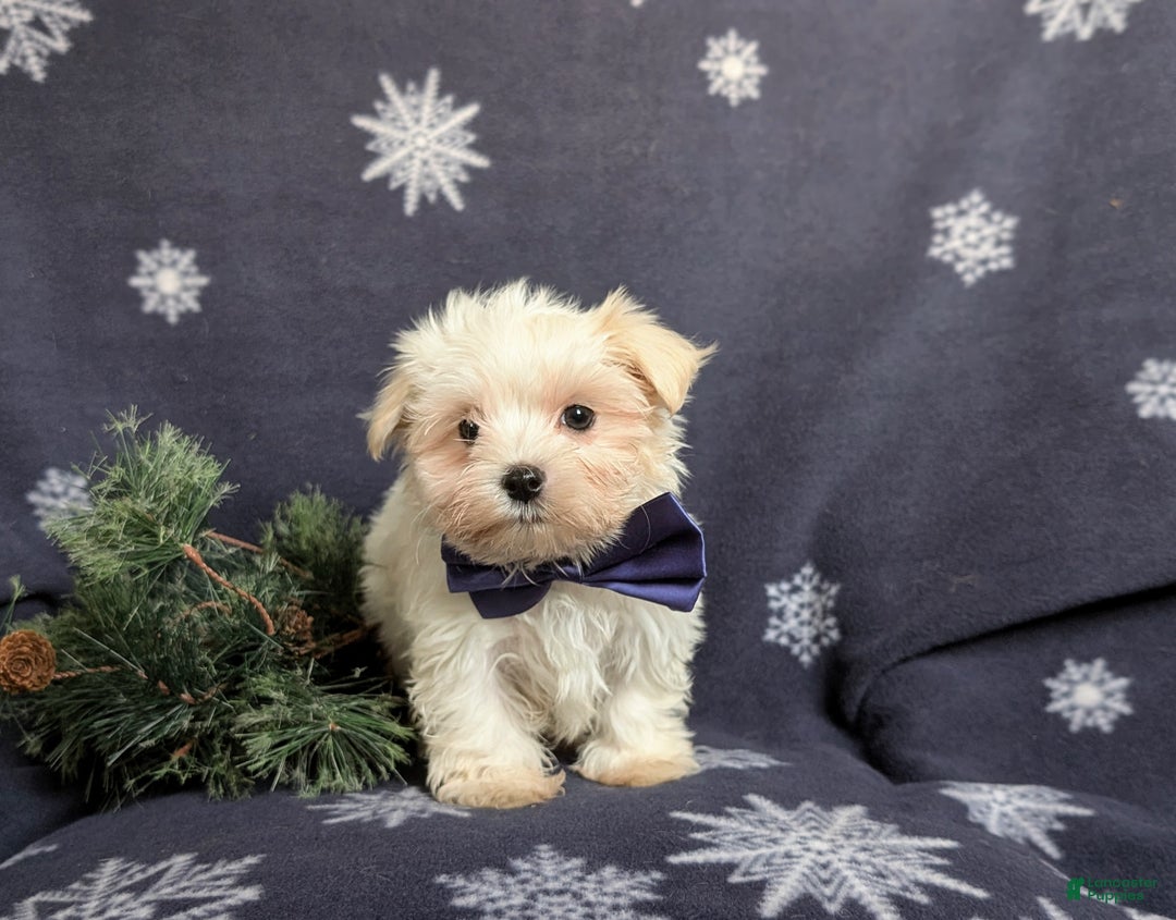 Maltese dogs for sale: Augustus 7 lbs Full Grown - Ad 7