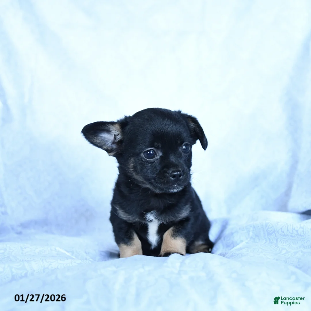 Mixed Breed dogs for sale: Molasses - Ad 3