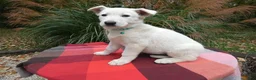 German Shepherd dogs for sale: German Shepherd 4 Brittney - Ad 4