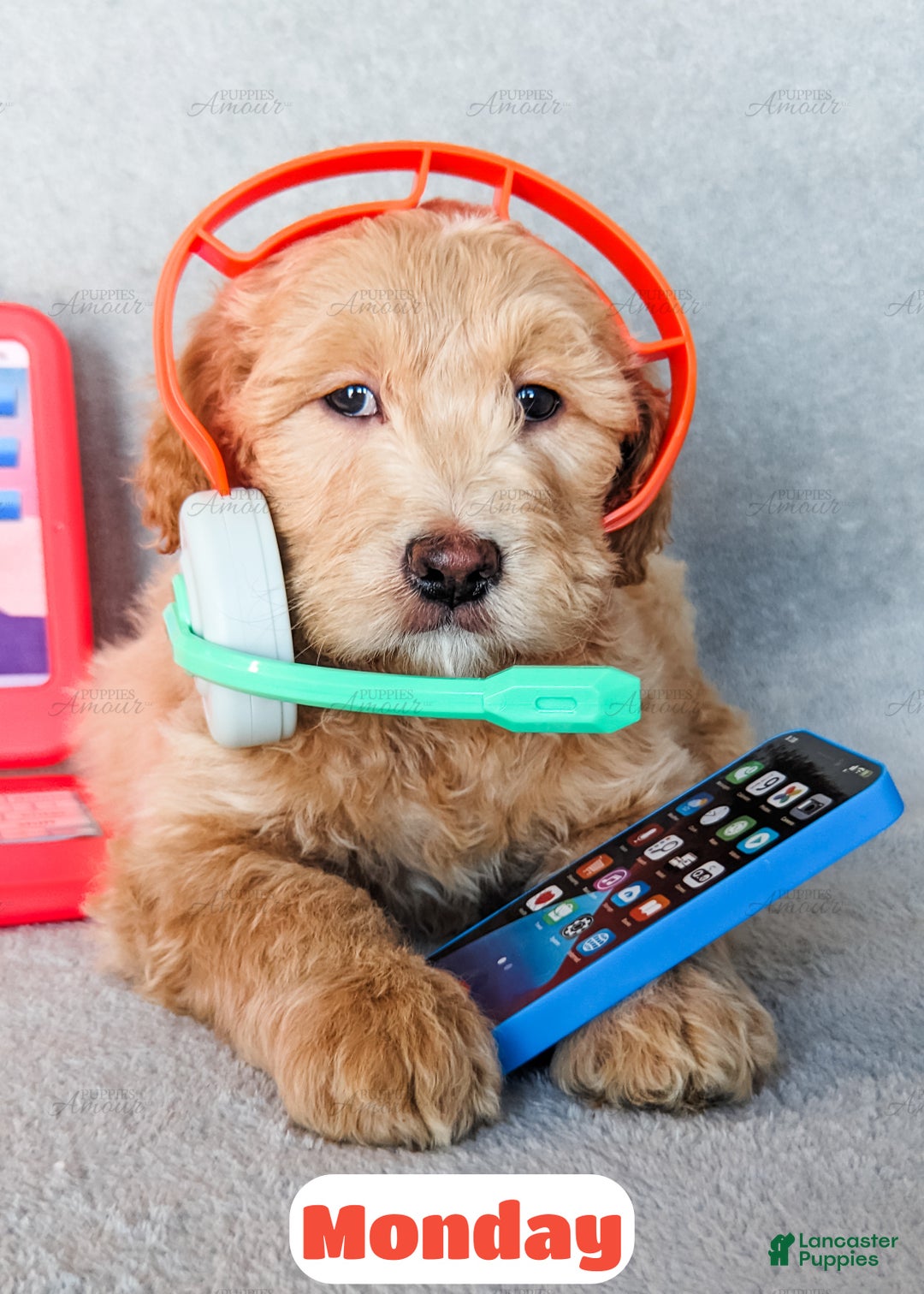 Goldendoodle dogs for sale: Monday - Ad 6