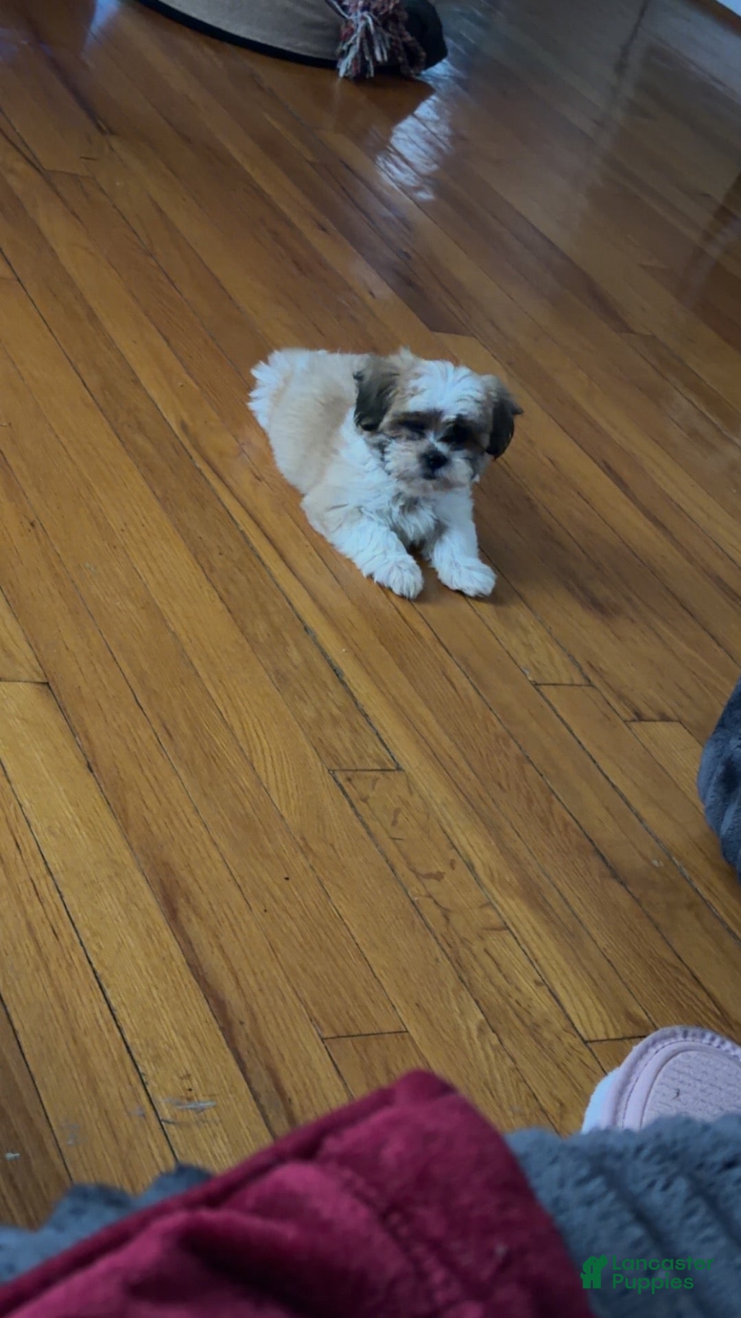 Teddy Bear dogs for sale: Teddy Bear 1 - Ad 2
