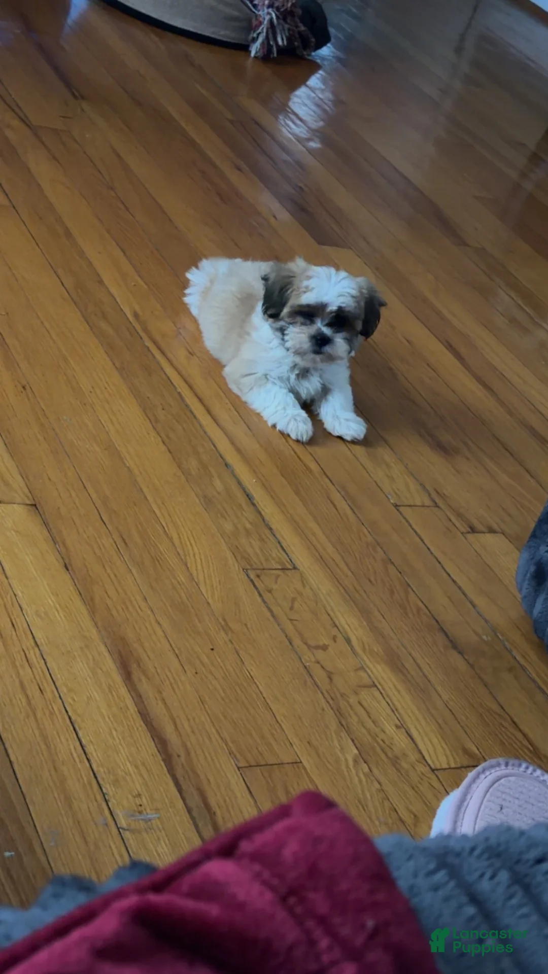 Teddy Bear dogs for sale: Teddy Bear 1 - Ad 2