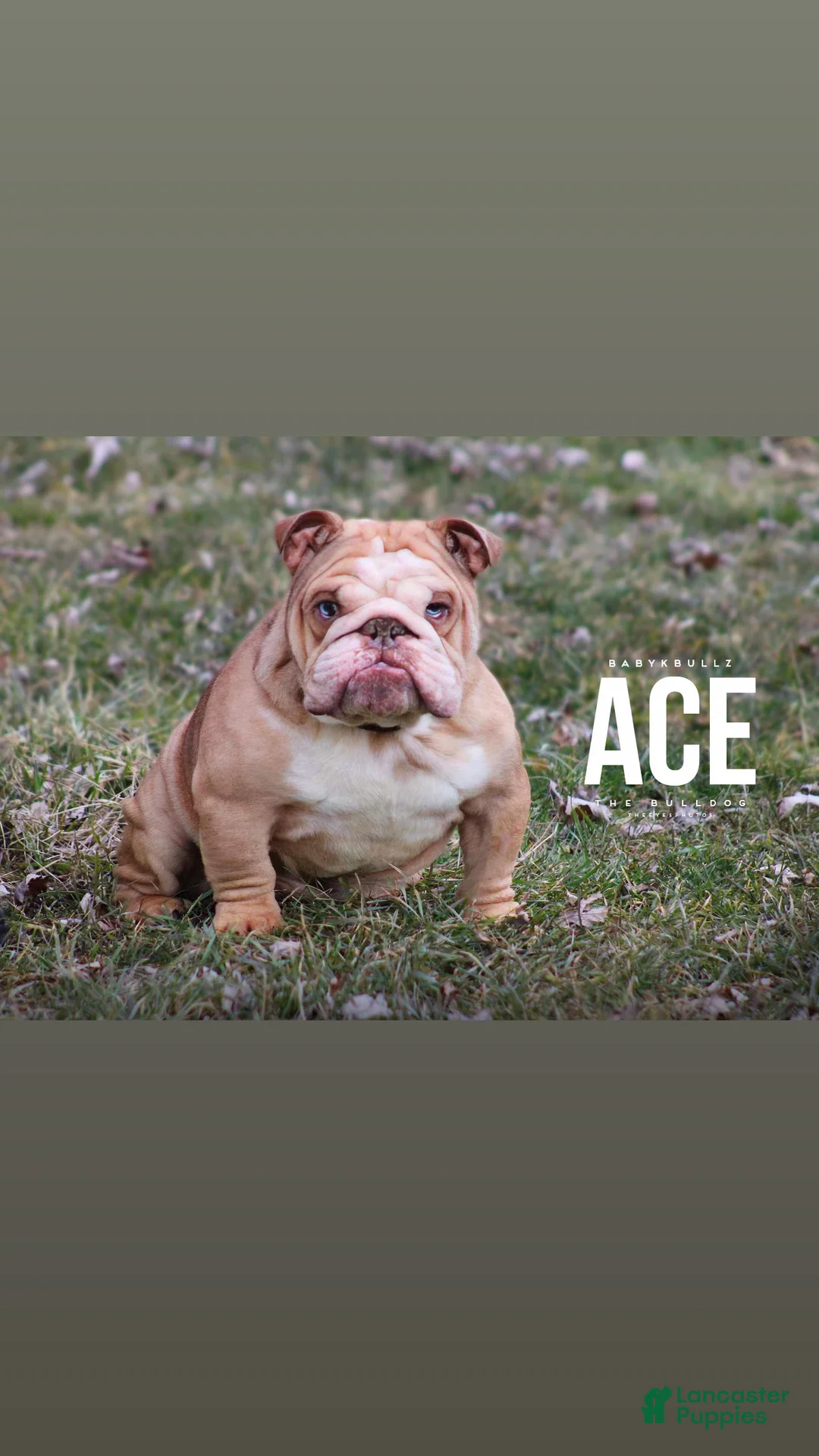 English Bulldog dogs for stud: Ace the bulldog - Ad 1