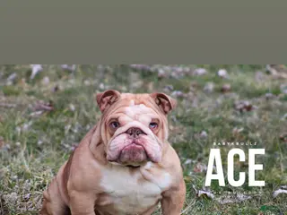 English Bulldog dogs Ace the bulldog - Ad 4