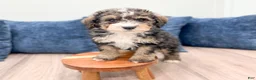 Mini Bernedoodle dogs for sale: Wally - Ad 9