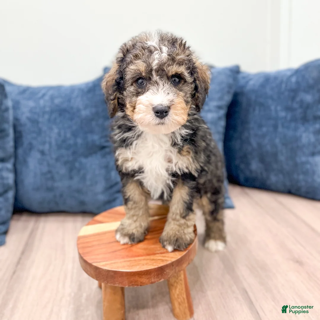 Mini Bernedoodle dogs for sale: Wally - Ad 9