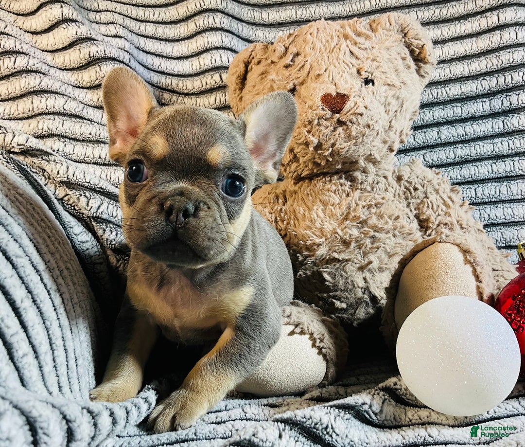 French Bulldog dogs for sale: PABLO - Ad 2