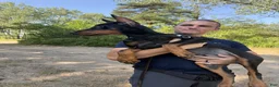 Doberman Pinscher dogs for sale: Ursa - Ad 3