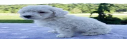 Mini Bernedoodle dogs for sale: Felix - Ad 5