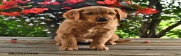 Golden Retriever dogs for sale: Ophelia - Ad 3