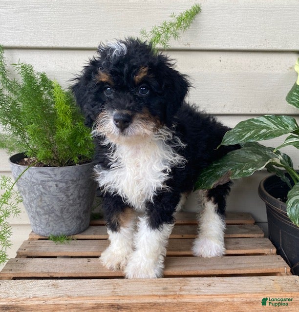 Mini Bernedoodle dogs Bo- mini/medium - Ad 1