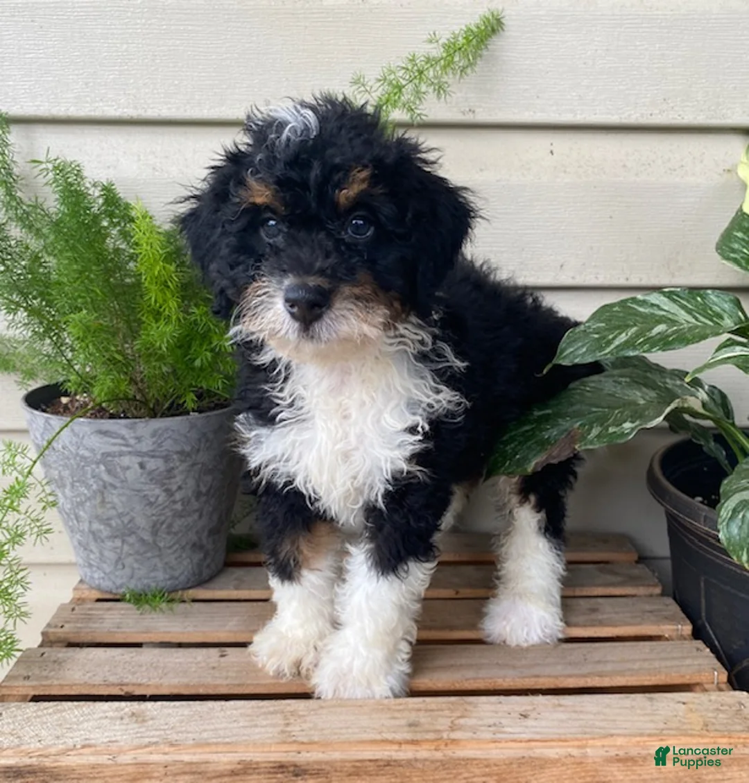 Mini Bernedoodle dogs for sale: Bo- mini/medium - Ad 1