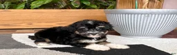 Havapoo dogs for sale: Havapoo boy 3  - Ad 3