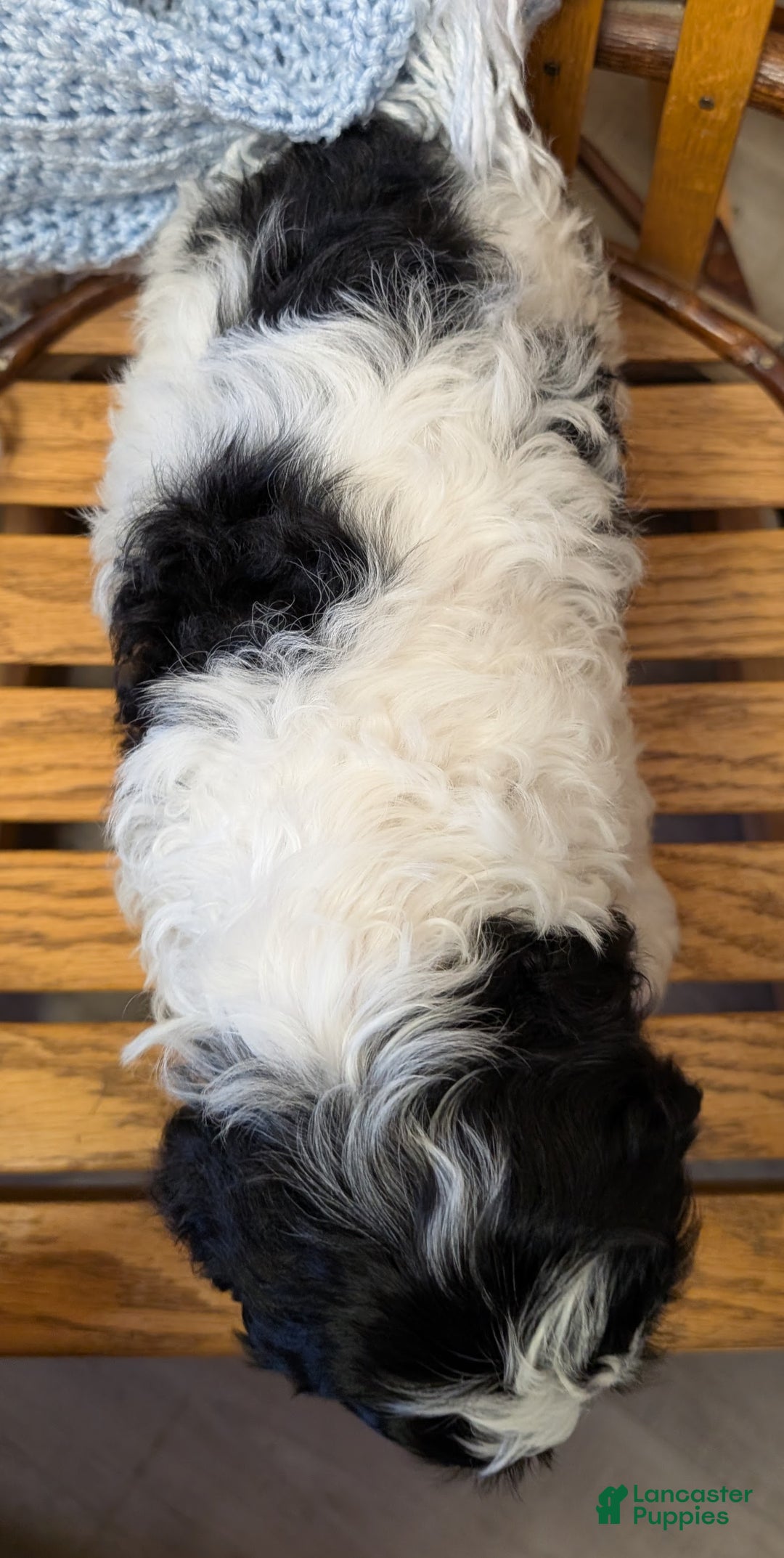 Cockapoo dogs for sale: Panda - Ad 3