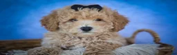 Bichpoo dogs for sale: Nova💕 - Ad 13
