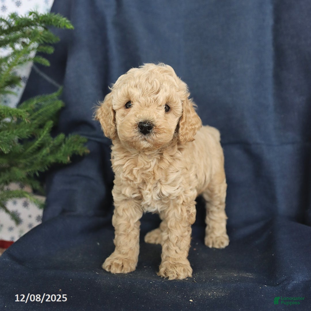 Cockapoo dogs for sale: Curly - Ad 1