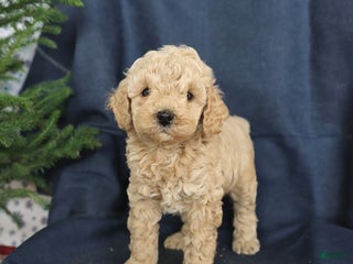 Cockapoo dogs Curly - Ad 38