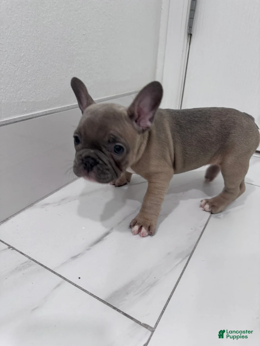 French Bulldog dogs for sale: French Bulldog Puppy 2 - Ad 9