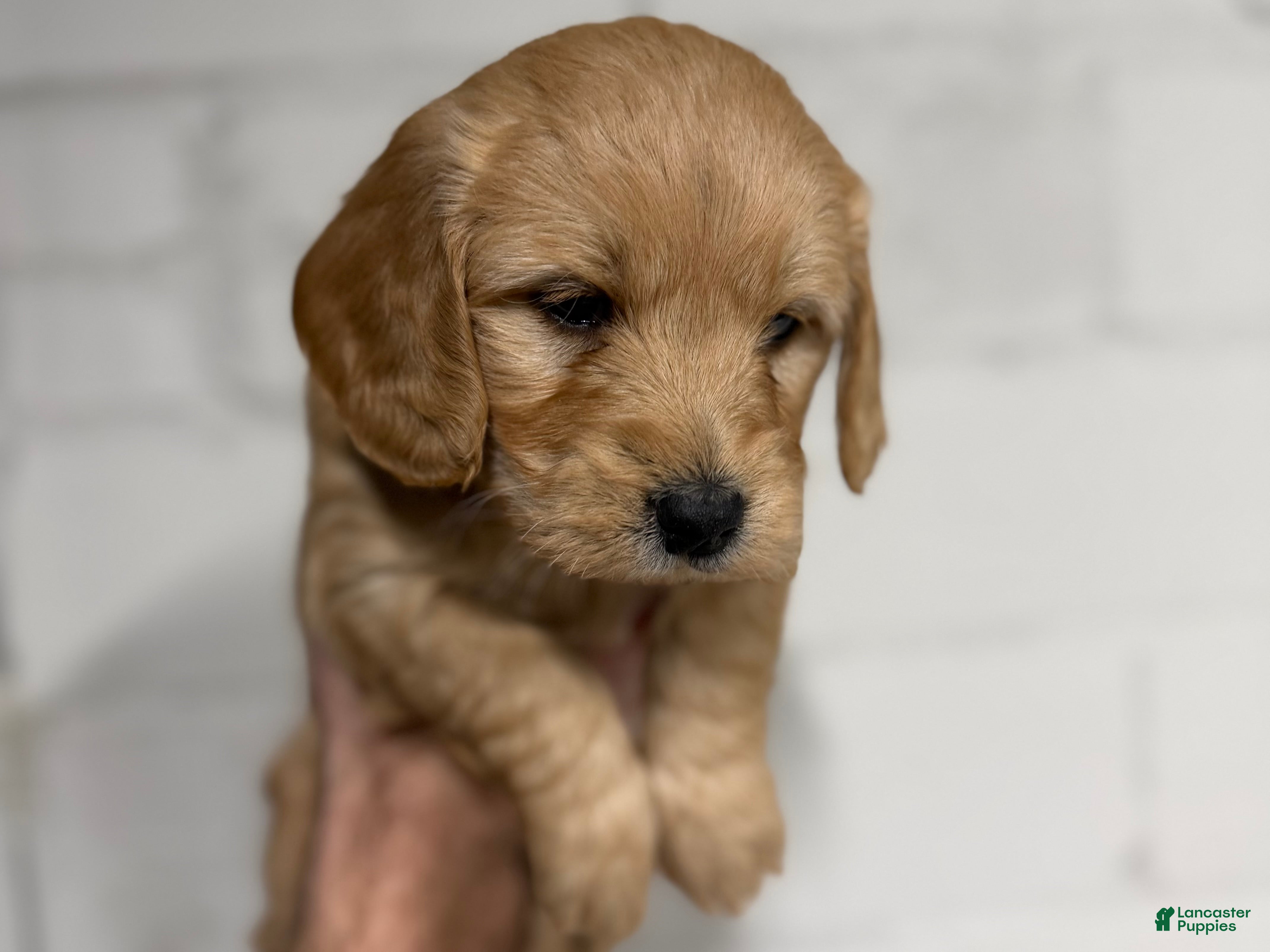 Mini Goldendoodle dogs Blaze - Ad 2