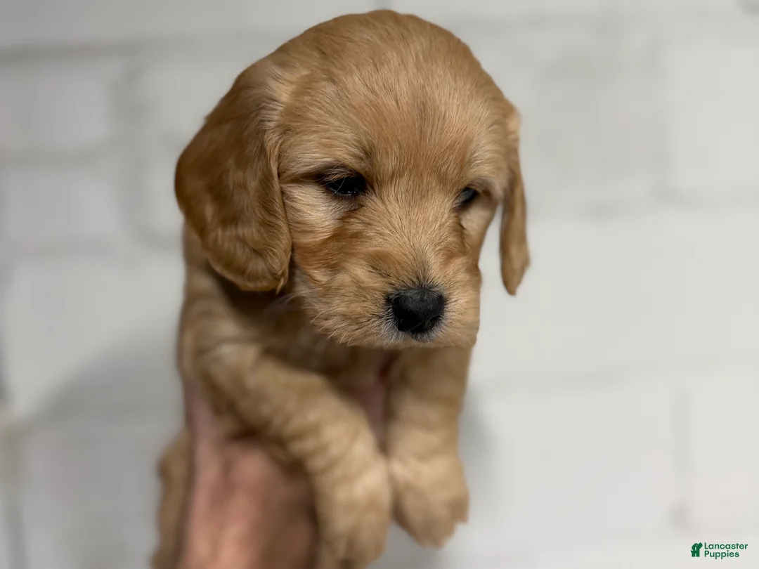 Mini Goldendoodle dogs for sale: Blaze - Ad 2