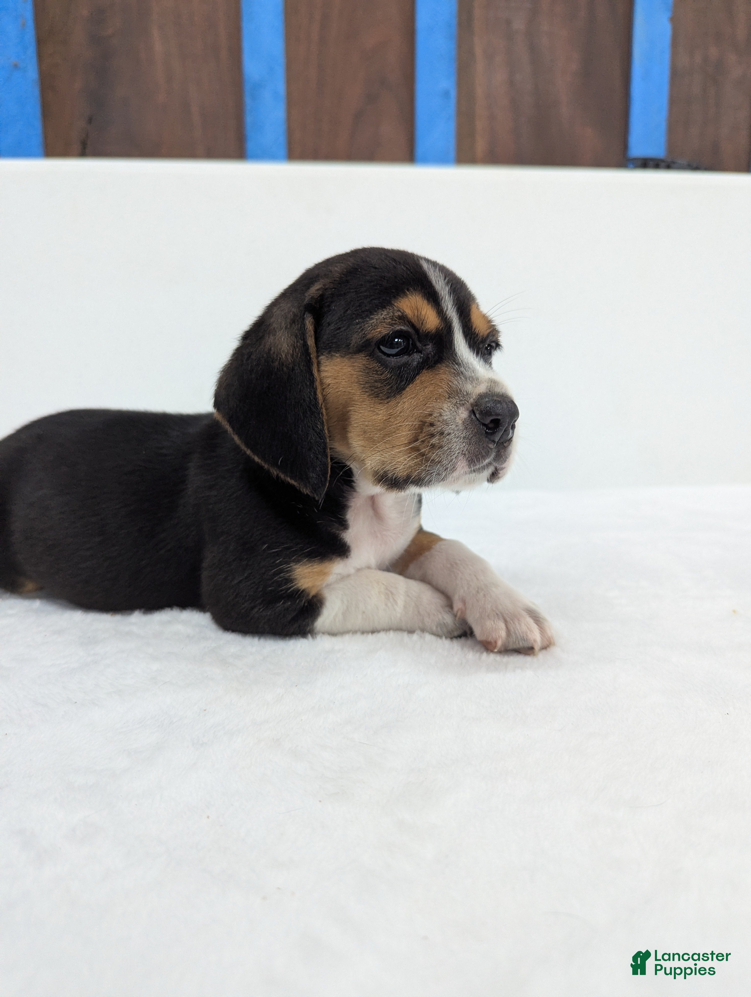 Beagle dogs Ruffles - Ad 34