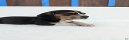 Beagle dogs for sale: Ruffles - Ad 1