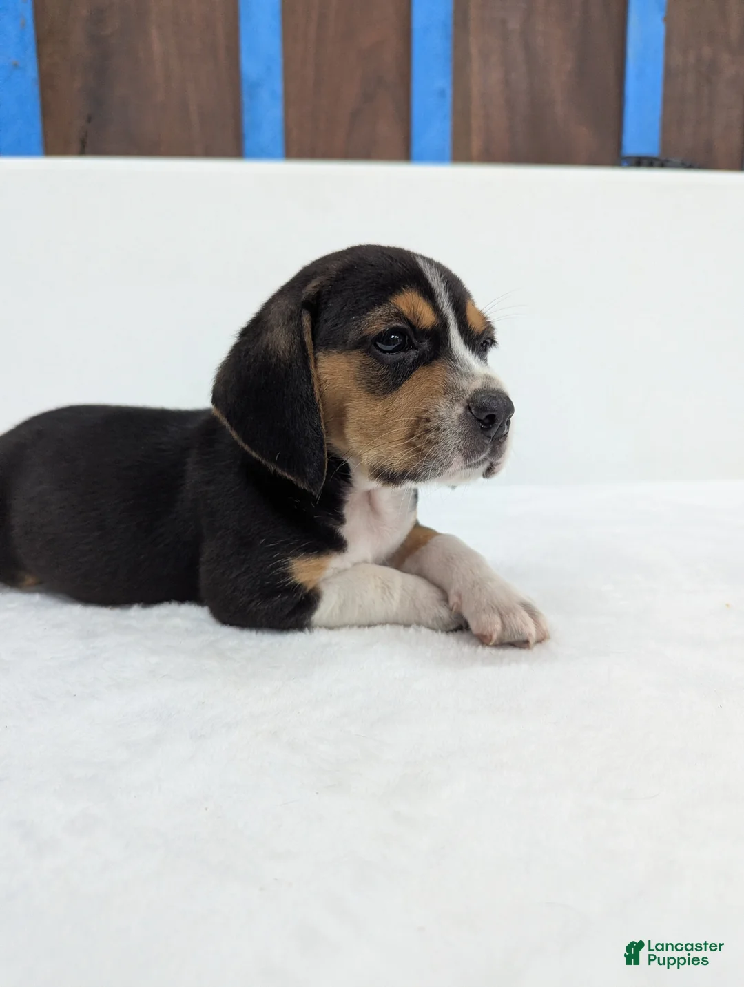 Beagle dogs for sale: Ruffles - Ad 1