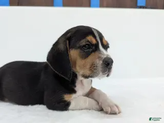 Beagle dogs Ruffles - Ad 20