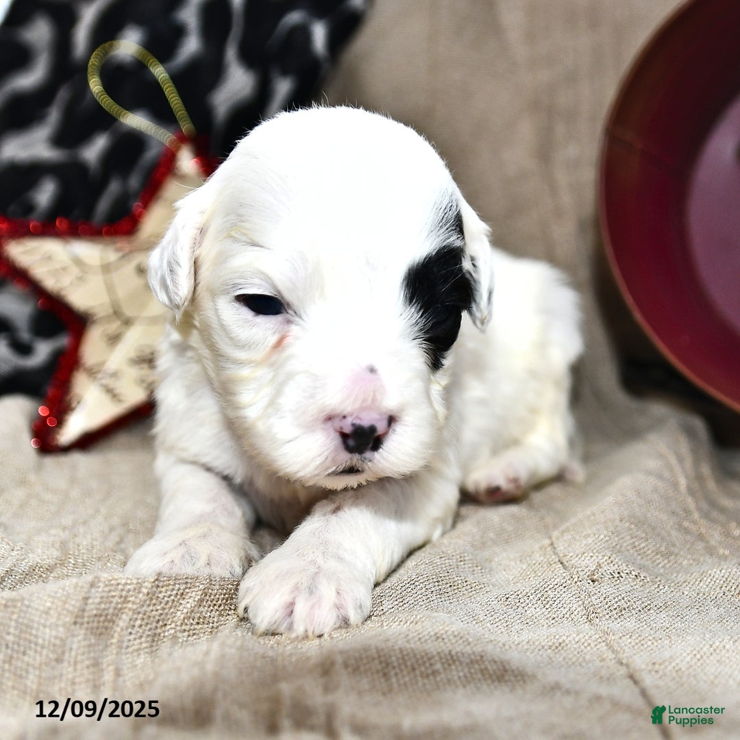 Portuguese Water Dog dogs for sale: Daisy - Ad 1