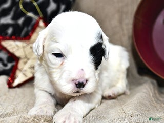 Portuguese Water Dog dogs for sale: Daisy - Ad 4