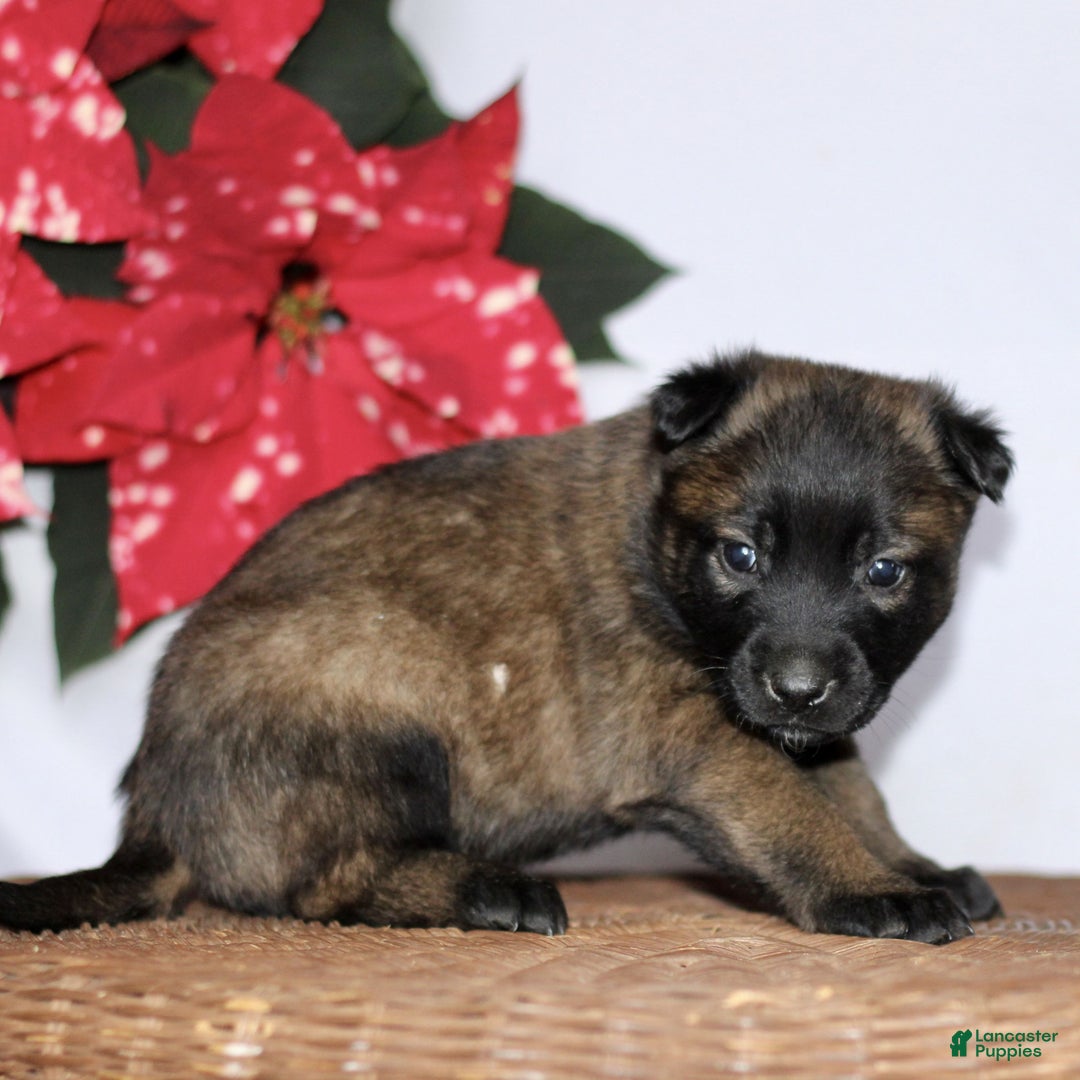 Belgian Malinois dogs for sale: Amelia  - Ad 3