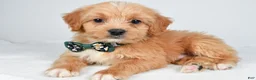 Mixed Breed dogs for sale: Thomas - Ad 10