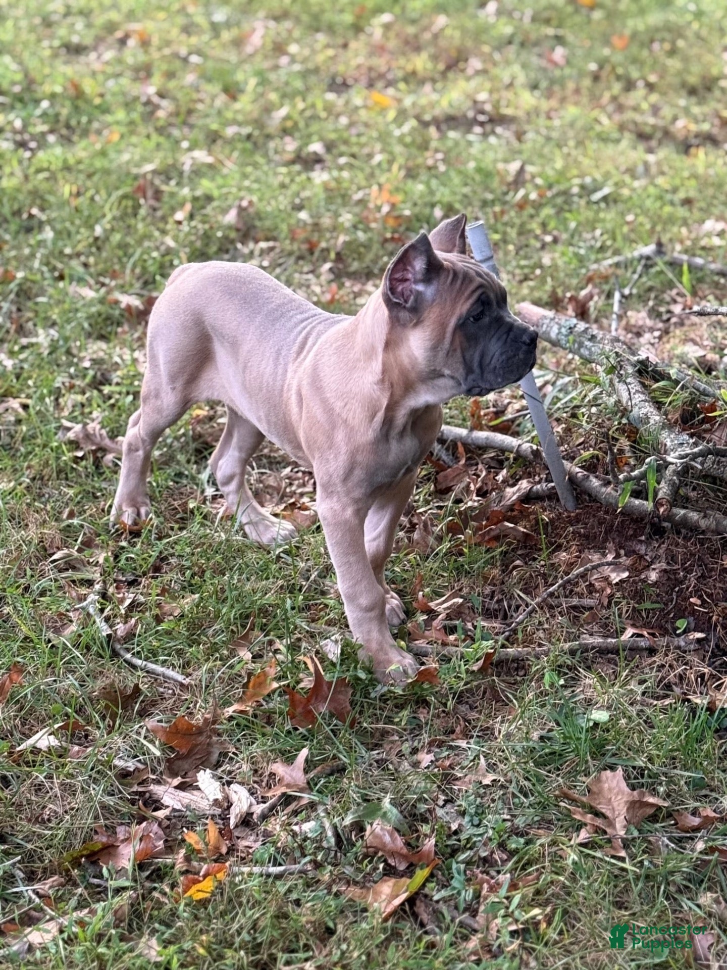 Cane Corso dogs Waffles - Ad 2