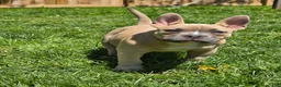 American Bully dogs for sale: Pixie - Ad 9
