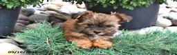 Shorkie dogs for sale: Baxter - Ad 3