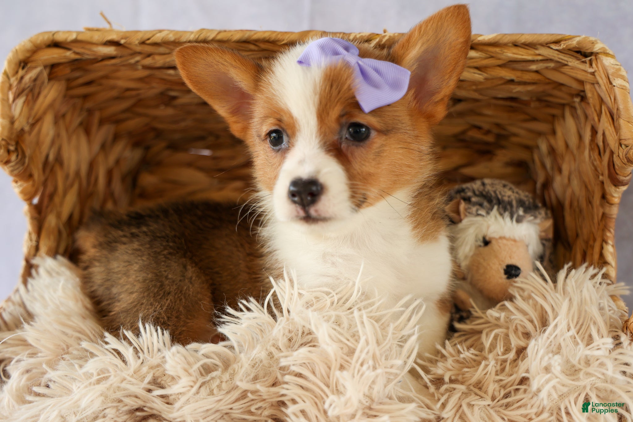 Welsh Corgi Pembroke dogs Yo-Yo 💕 - Ad 1