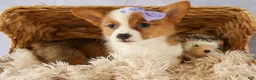 Welsh Corgi Pembroke dogs for sale: Yo-Yo 💕 - Ad 5