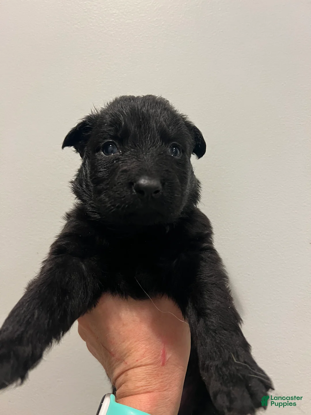 German Shepherd dogs for sale: Minnie - German Shepherd Puppy  - Ad 6