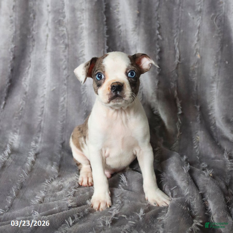 Boston Terrier dogs Ronald - Ad 1