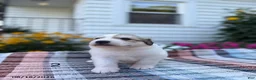 Great Pyrenees dogs for sale: Rita - Ad 6
