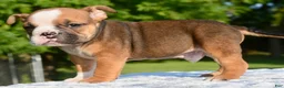 Mixed Breed dogs for sale: Bruno mini hybrid bulldog  - Ad 8