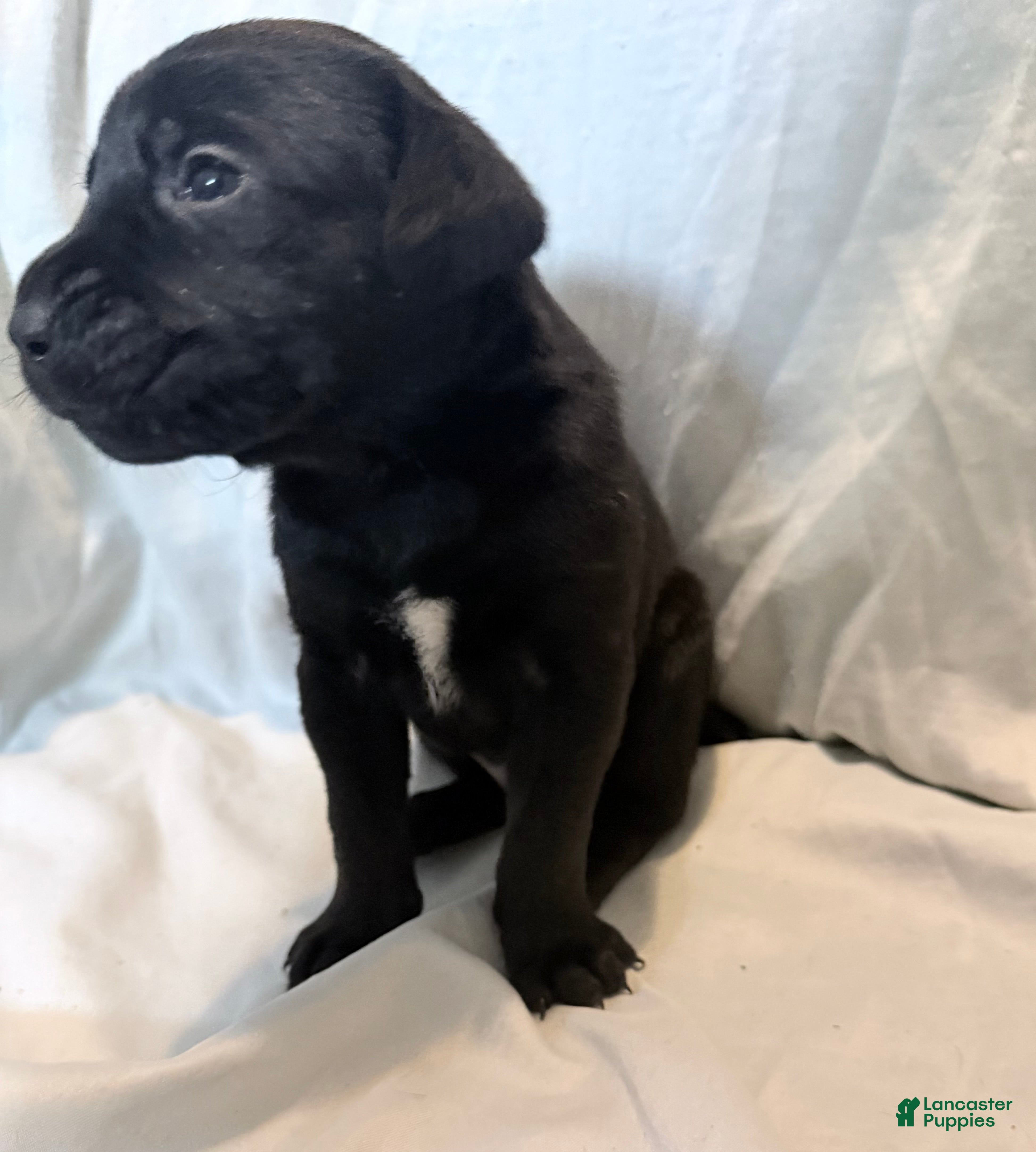 Cane Corso dogs Dean AKC green collar - Ad 15