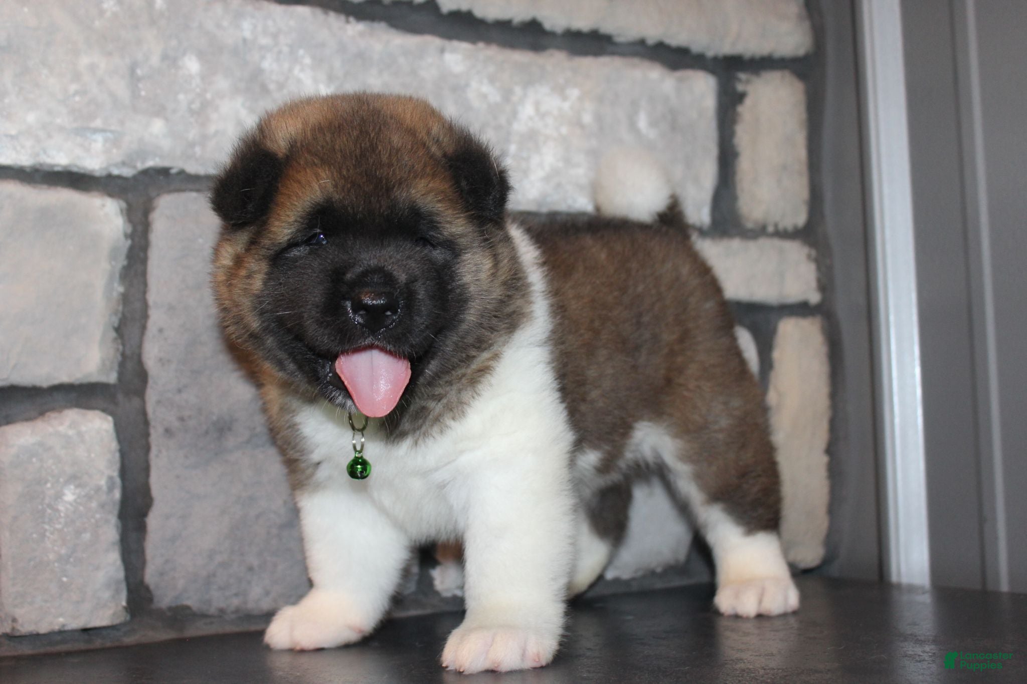 Akita dogs AKC Bear - Ad 1