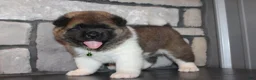 Akita dogs for sale: AKC Bear - Ad 1