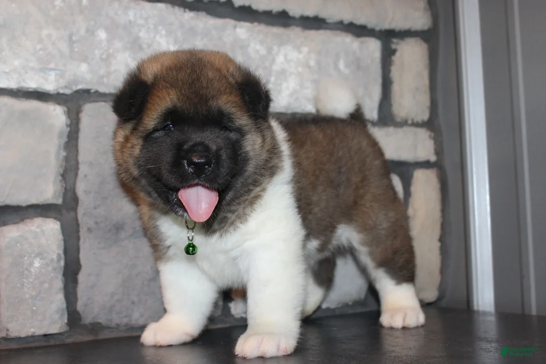 Akita dogs for sale: AKC Bear - Ad 1