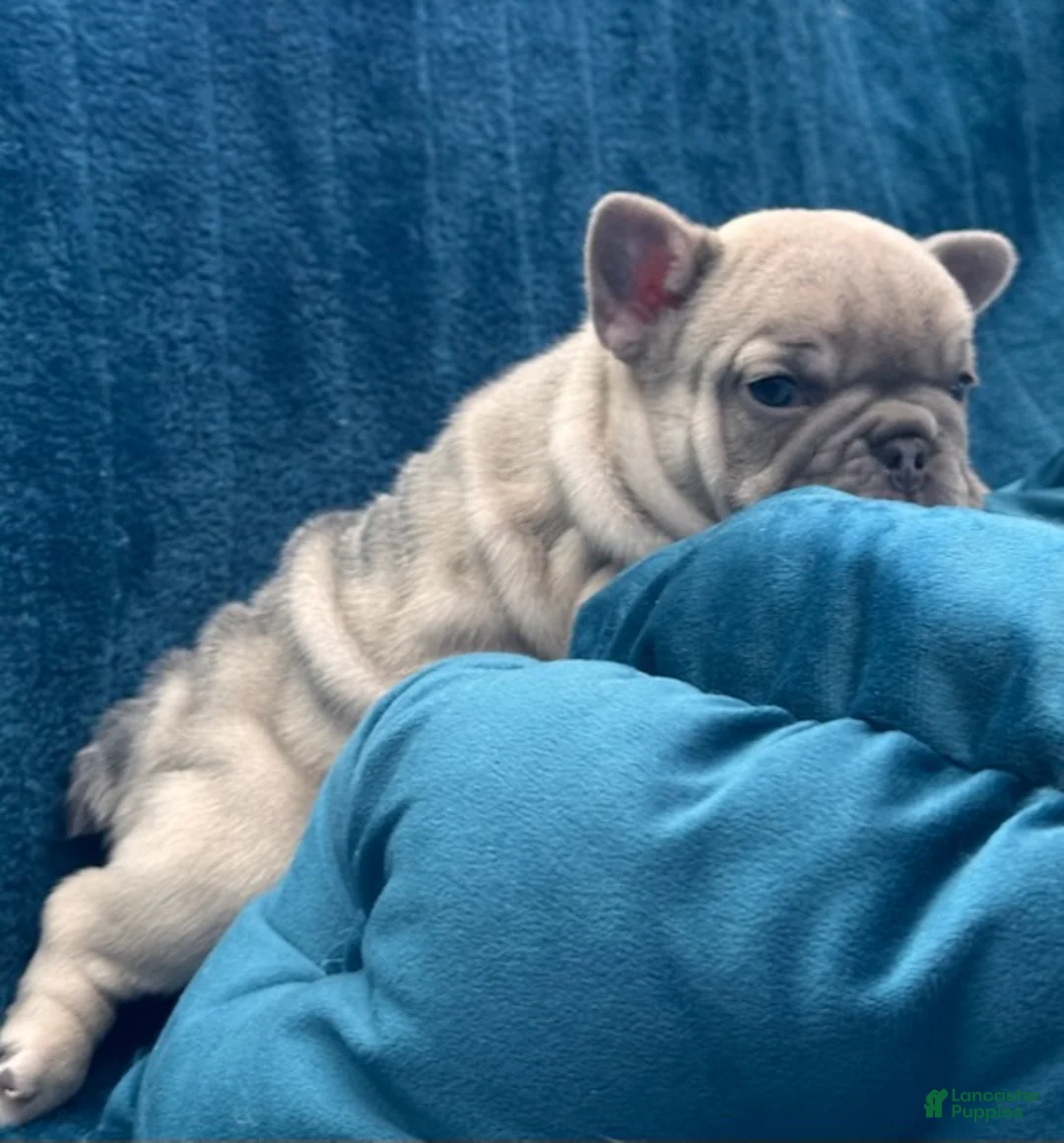 French Bulldog dogs for sale: Lilac Beauty - Ad 3