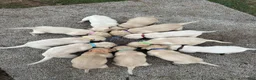 Labrador Retriever dogs for sale: Ariel - Ad 4