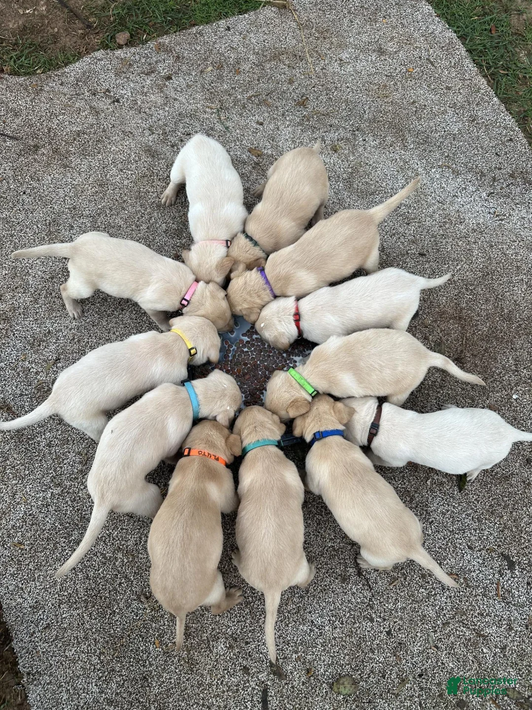 Labrador Retriever dogs for sale: Ariel - Ad 4